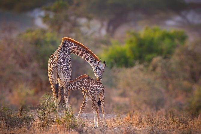 Tanzania Enticing Explorations - 6 Days - How the itinerary unfolds
