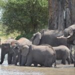 Tanzania Experience Safari and Tours - What’s Included and What’s Not?