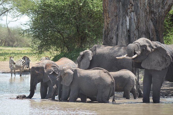 Tanzania Experience Safari and Tours - What’s Included and What’s Not?