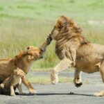 Tanzania Family Holiday; 8-Days Lodge Safari - What Makes This Tour Stand Out