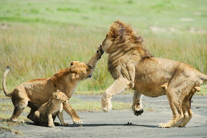 Tanzania Family Holiday; 8-Days Lodge Safari - What Makes This Tour Stand Out