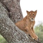 Tanzania Luxury Safari - The Sum Up