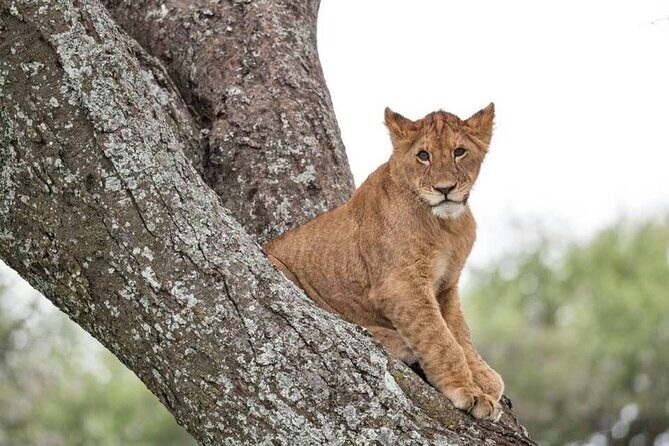 Tanzania Luxury Safari - The Sum Up