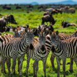 Tanzania Safari and Kilimanjaro Climb Multi-Day Experience - Detailed Breakdown of the Itinerary