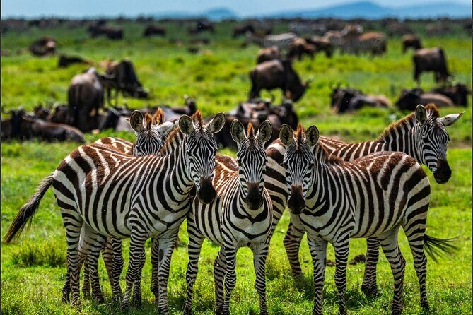 Tanzania Safari and Kilimanjaro Climb Multi-Day Experience - Detailed Breakdown of the Itinerary