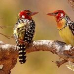 Tanzania Safari Join Group - What Makes This Safari a Great Choice?