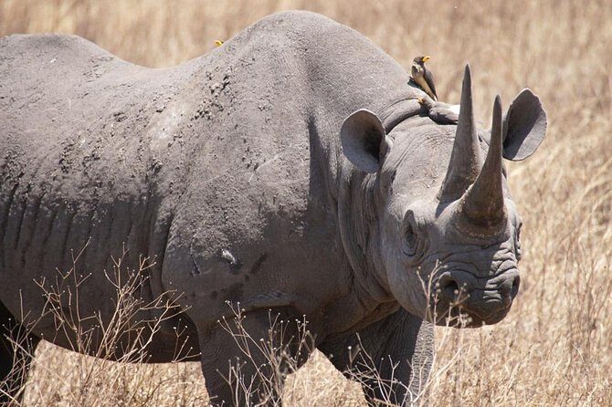 Tanzania safari with guide in Italian, the great Migration of the Serengeti - Practical Considerations