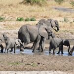 Tanzania Wildlife Cultural Safari from Arusha. - The Itinerary Breakdown: What You’ll Experience Day by Day