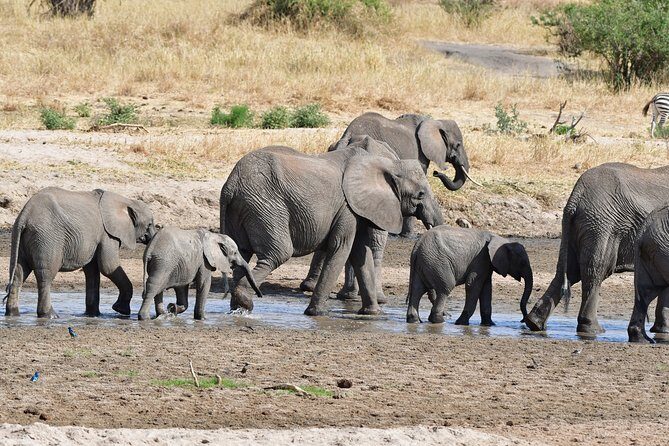 Tanzania Wildlife Cultural Safari from Arusha. - The Itinerary Breakdown: What You’ll Experience Day by Day