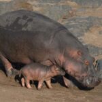 Tanzania Wildlife Safari - Tarangire | Serengeti and Ngorongoro Crater - Cost and Value Analysis