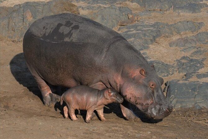Tanzania Wildlife Safari - Tarangire | Serengeti and Ngorongoro Crater - Cost and Value Analysis