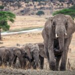 Tarangire Budget Full Day Tour from Arusha - Why This Tour Offers Great Value