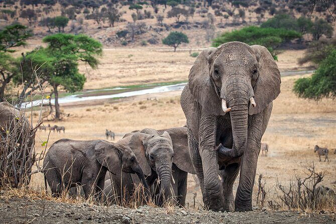 Tarangire Budget Full Day Tour from Arusha - Why This Tour Offers Great Value