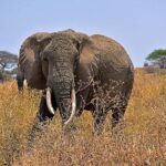 Tarangire Day Tour - Key Points