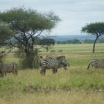 Tarangire National Park - Transportation and Practical Details