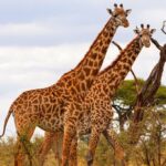 Tarangire National Park and Maasai Village Safari Tour - Practical Details and Tips