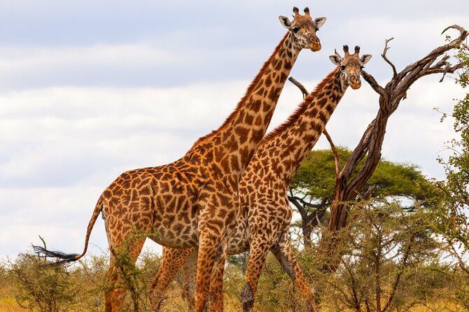 Tarangire National Park and Maasai Village Safari Tour - Practical Details and Tips