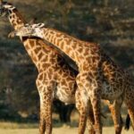 Tarangire National Park Day Trip - Practical Details and Tips