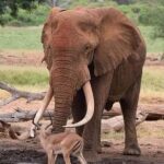 Tarangire National Park Day Trip - What to Expect from the Itinerary
