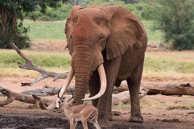 Tarangire National Park Day Trip - What to Expect from the Itinerary