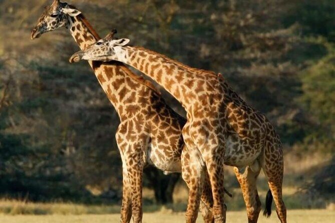 Tarangire National Park Day Trip - Practical Details and Tips