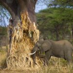 Tarangire National Park elephant view - Who Is This Tour Best For?