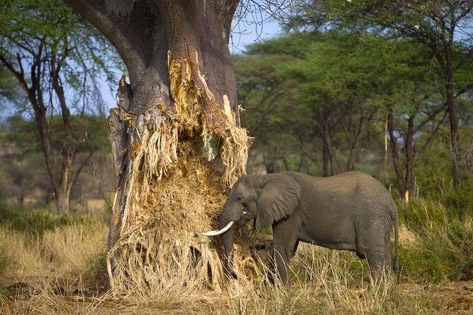 Tarangire National Park elephant view - Who Is This Tour Best For?