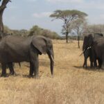 Tarangire National Park: Guided Day Tour from Arusha - The Experience: What You Can Expect from This Tarangire Safari