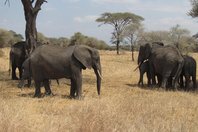 Tarangire National Park: Guided Day Tour from Arusha - The Experience: What You Can Expect from This Tarangire Safari