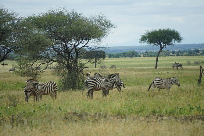 Tarangire National Park - Transportation and Practical Details