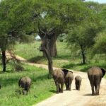 Tarangire & Ngorongoro Exclusive Safari - What Travelers Love—and What to Keep in Mind