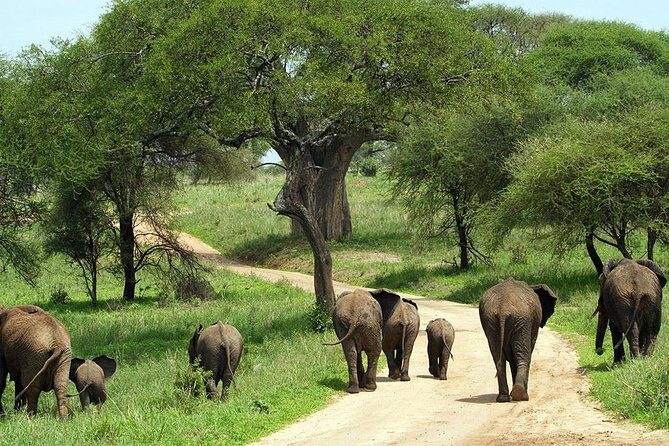 Tarangire & Ngorongoro Exclusive Safari - What Travelers Love—and What to Keep in Mind