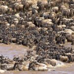 Tarangire -Serengeti & Ngorongoro Crater Budget camping safari - An Overview of the Safari Experience