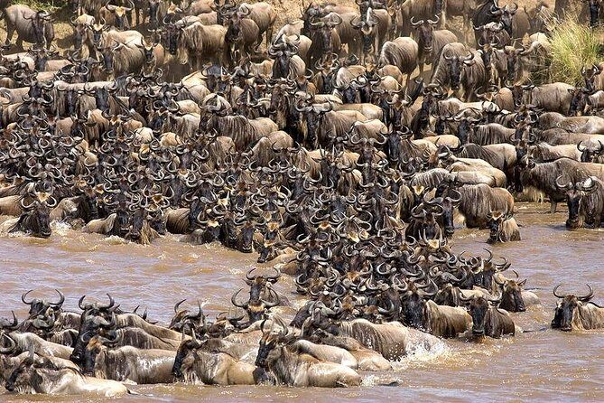 Tarangire -Serengeti & Ngorongoro Crater Budget camping safari - An Overview of the Safari Experience