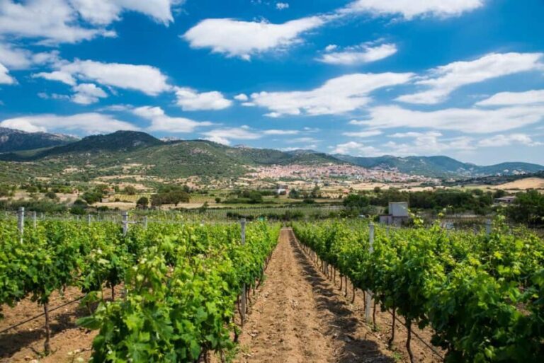 Taste Gallura: Try our products and discover our winery. - Practical Aspects and Value