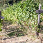 Tasting in the Colli di Luni - Why This Tour Still Matters