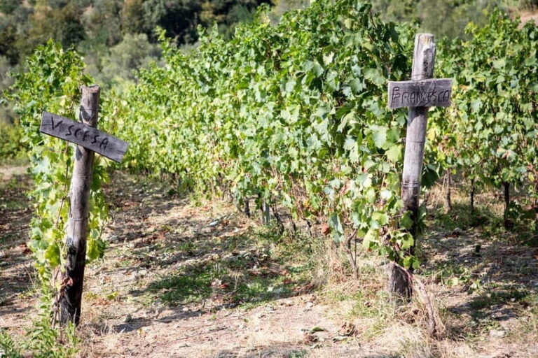 Tasting in the Colli di Luni - Why This Tour Still Matters