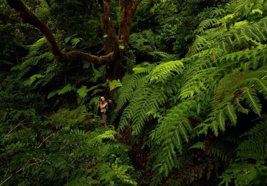 Tenerife: Anaga and La Laguna VIP Tour - Who Will Love This Tour?