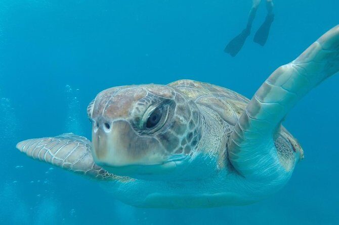 Tenerife by Kayak Adventure in small group - Why This Tour Offers Great Value
