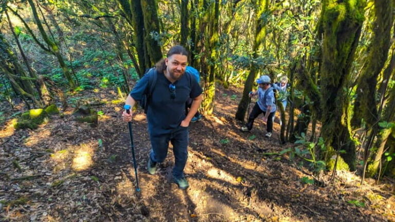 Tenerife: Hike Above Masca in Enchanted Forest with Pick-up - The Scenic Highlights