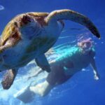 Tenerife: Kayak and Snorkel with Turtles with Free Videos - What to Expect from Your Tenerife Kayak and Snorkel Tour