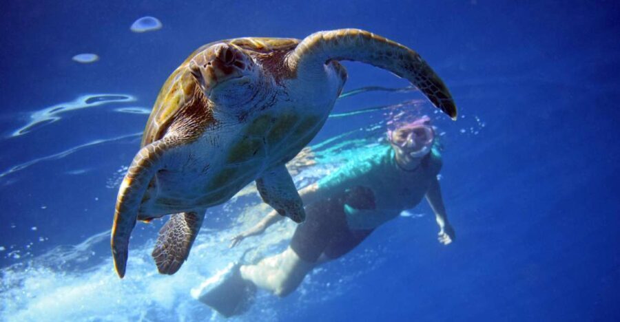 Tenerife: Kayak and Snorkel with Turtles with Free Videos - What to Expect from Your Tenerife Kayak and Snorkel Tour