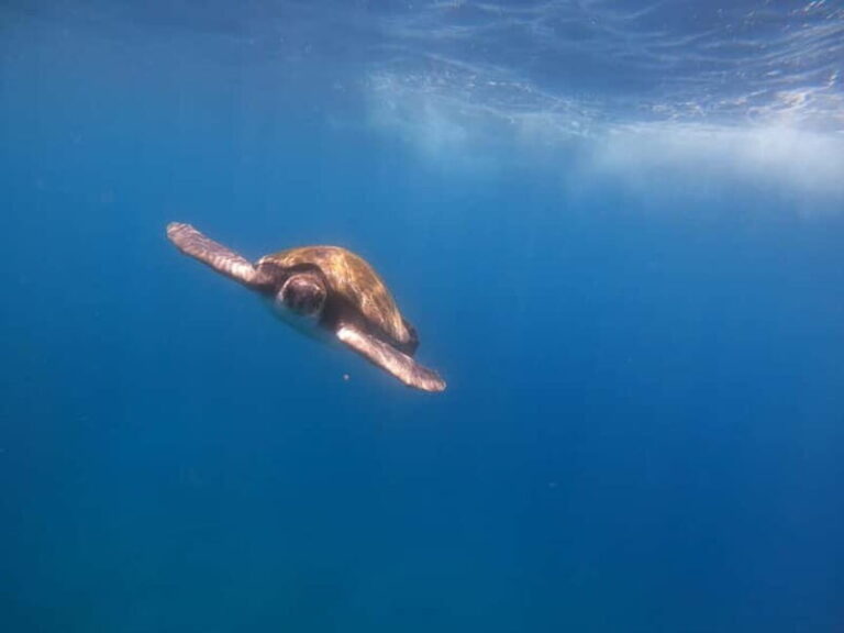 Tenerife: Kayak Sea Safari with Snorkel and Snacks - The Benefits of the Tour: Why It’s Worth It