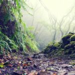 Tenerife: La Laguna & Anaga hike - Practical Details and What to Bring
