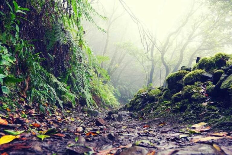 Tenerife: La Laguna & Anaga hike - Practical Details and What to Bring