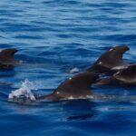 Tenerife: Ocean Pack Jet Ski and Yacht Whale Watching - Who Should Consider This Tour?