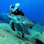Tenerife: PADI Beginner Scuba Dive in the Turtle Area - Itinerary Breakdown: Step-by-Step