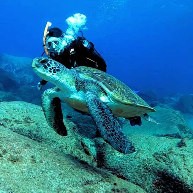 Tenerife: PADI Beginner Scuba Dive in the Turtle Area - Itinerary Breakdown: Step-by-Step