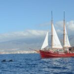 Tenerife: Respectful Whale Watching Pirate Cruise + Swim - The Itinerary in Detail