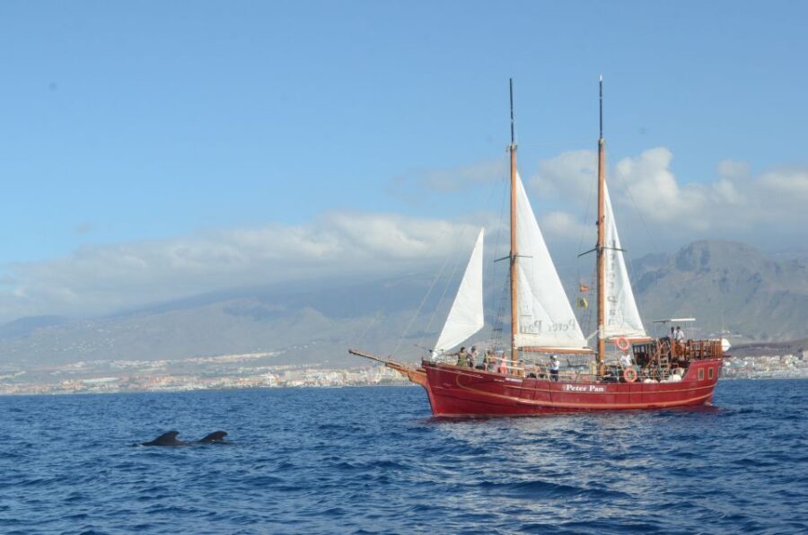 Tenerife: Respectful Whale Watching Pirate Cruise + Swim - The Itinerary in Detail